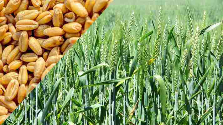 Today Betul Mandi Bhav : आज के कृषि उपज मंडी बैतूल के भाव (दिनांक 21 सितम्बर, 2022) - Betul Update