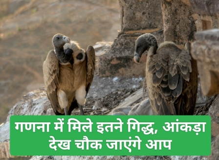 Number Of Vultures : जंगल की खाक छानकर की गणना तो मिले इतने गिद्ध, आंकड़ा देखकर चौंक उठेंगे आप