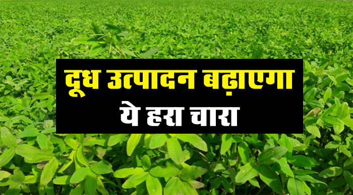Berseem Farming: दूध उत्‍पादन बढ़ाएगा ये हरा चारा, किसान ले रहे लाखों का मुनाफा, ऐसे करें खेती...
