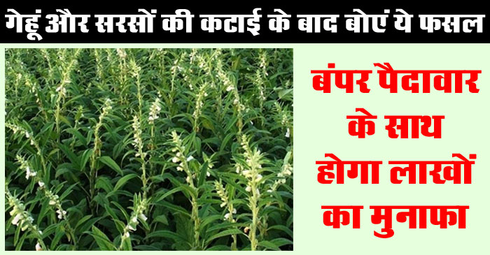 Profitable Farming: गेहूं और सरसों की कटाई के बाद बोएं ये फसल, बंपर पैदावार के साथ होगा लाखों का मुनाफा....
