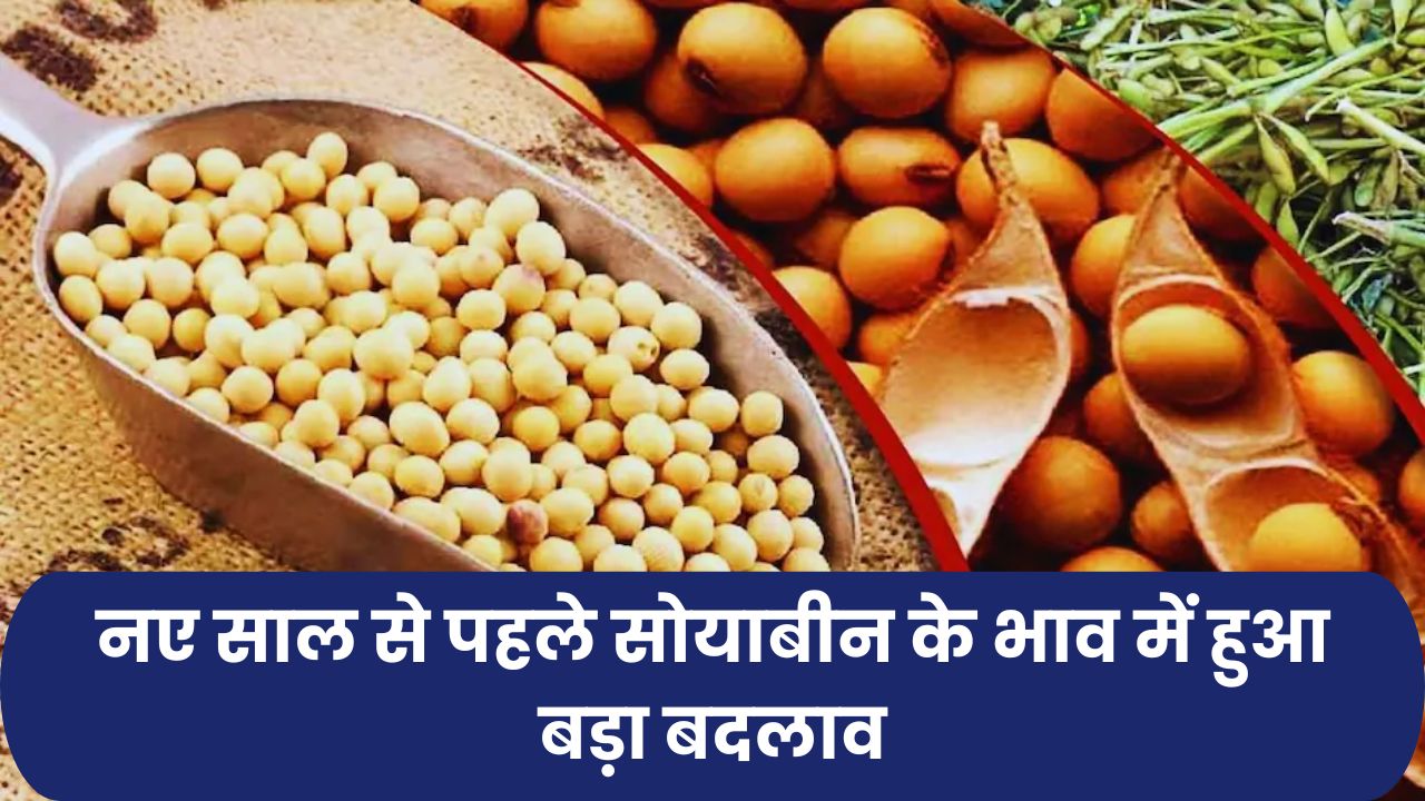 नए साल से पहले सोयाबीन के भाव में हुआ बड़ा बदलाव