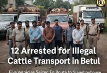 Betul Cow Smuggling Case: बैतूल में गोवंश तस्करी पर पुलिस का बड़ा एक्शन, 5 वाहन जब्त, 12 आरोपी गिरफ्तार