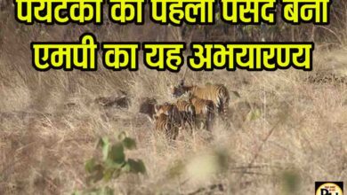 Khivni Wildlife Sanctuary MP: पर्यटकों की पहली पसंद बन रहा एमपी का खिवनी अभयारण्य, इको-टूरिज्म का नया हॉटस्पॉट