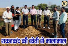 Sweet Potato Farming Profit: चार महीने में ही चमक गई किस्मत, पांढुर्णा के किसान ने शकरकंद से कमा लिए लाखों रुपये