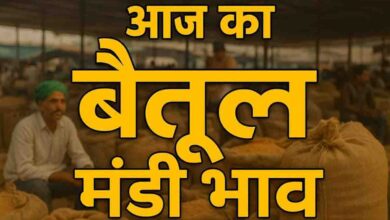 Betul Mandi Bhav 12 February: बैतूल मंडी में 12 फरवरी 2026 को 26838 क्विंटल आवक, मक्का सबसे आगे, जानें ताजा रेट