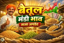 Betul Mandi Bhav 23 February: बैतूल मंडी भाव 23 फरवरी 2026: सोयाबीन 5250, तुअर 7376 के पार, जानें गेहूं-मक्का के ताजा रेट