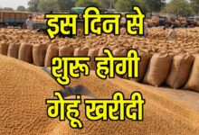 MP Wheat Procurement 2026: एमपी में गेहूं खरीदी की तारीखों का ऐलान, 2625 रुपये प्रति क्विंटल दाम और बोनस, देखें डिटेल