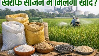Kharif Fertilizer Availability 2026: खरीफ सीजन में खाद मिलेगी या नहीं, उत्पादन की क्या है स्थिति, यहाँ जाने सब कुछ
