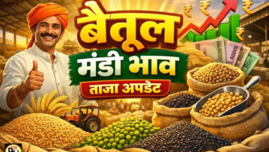 Betul Mandi Bhav 13 March: बैतूल मंडी भाव 13 मार्च 2026: मक्का की सबसे ज्यादा आवक, सोयाबीन 5600 और तुअर 7800 तक पहुंचा भाव