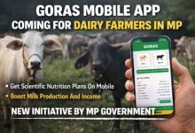 Goras Mobile App: एमपी में लॉन्च होगा ‘गोरस मोबाइल ऐप’, पशुपालकों को मिलेगा वैज्ञानिक आहार और बढ़ेगा दूध उत्पादन