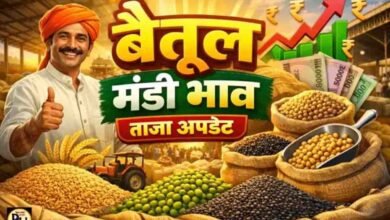 Betul Mandi Bhav: बैतूल मंडी भाव 24 अगस्त: गेहूं की बंपर आवक, सरसों और सोयाबीन के भाव ने पकड़ी रफ्तार, देखें पूरा रेट चार्ट