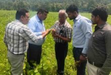 Betul Soybean Crop: पीला मोजेक नहीं सोयाबीन में फैला जड़ सड़न रोग, कृषि विभाग की टीम ने किया खेतों का निरीक्षण