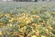 Betul Soybean Disease: किसानों के लिए बड़ी खबर: बैतूल जिले में 28 सितंबर से सोयाबीन फसलों का सर्वे, पीला मोजेक रोग का होगा आंकलन