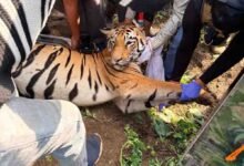 Amravati Tigress Captured: अमरावती और बैतूल में दहशत फैलाने वाली आदमखोर बाघिन पकड़ी गई, वन विभाग ने डार्ट मारकर किया अचेत
