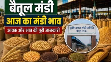 Betul Mandi Bhav: बैतूल मंडी भाव 05 सितंबर: मक्का और सरसों के दामों में उछाल, चेक करें फसलों के न्यूनतम और उच्चतम रेट