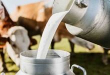 gopal krishna yojana: पशुपालन को बढ़ावा देने के लिए अनूठी पहल: गोपाल-कृष्ण योजना के तहत किसानों को मिलेंगे 1 लाख रुपये